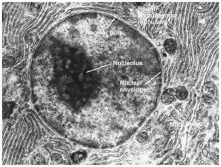 gudu ngiseng blog: animal cell light microscope