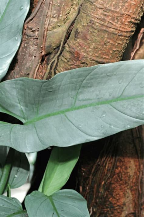 Silver Sword Philodendron 1 Care Guide