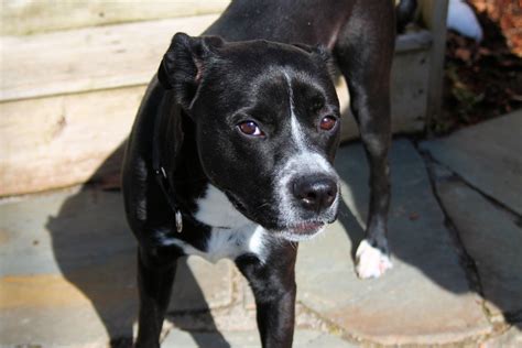 Boxer Husky Mix Black Dog Breed Information