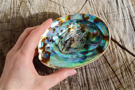 Abalone Shell Smudging Bowl Seashell Incense Burner Inches Ebay