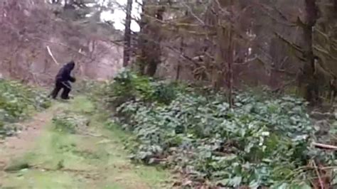 Bigfoot Sighting In Washington State YouTube