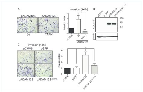 Adam12s Directed Invasion Requires Intrinsic Proteolytic Activity A Download Scientific