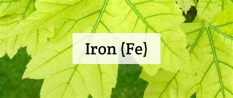 Iron (Fe) Nutrient Deficiencies - Hydrobuilder Learning Center