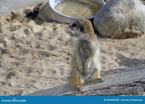 Close Up Of The Meerkat Stands On Its Hind Legs Stock Photo Image Of