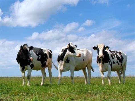 В Україні сповільнюються темпи скорочення поголів’я ВРХ – AgroReview