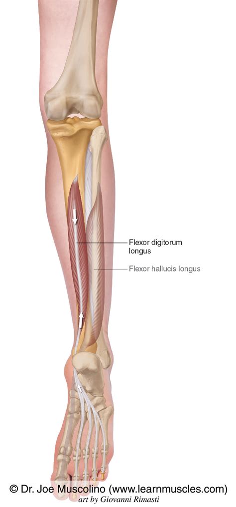 Flexor Digitorum Longus Learn Muscles