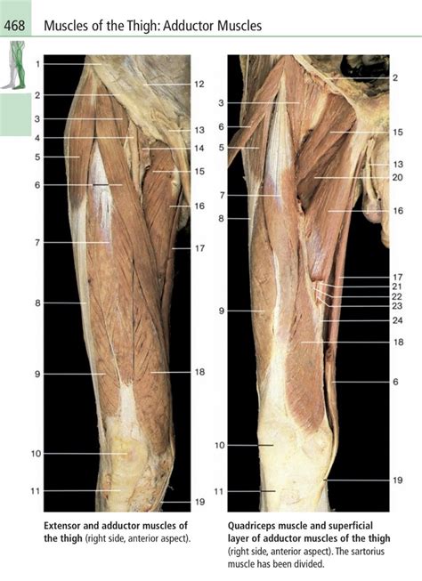 Adductor Muscles Quiz (Superficial) Diagram | Quizlet