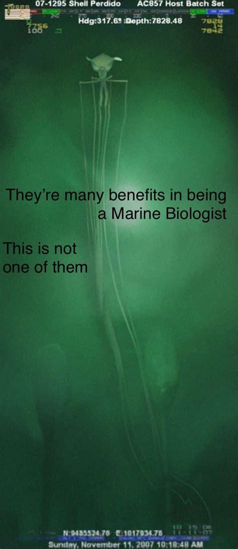 Wild Green Memes There Are Many Benefits To Being A Marine Biologist