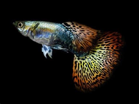 Red Dragon Halfmoon Fancy Guppy Male Female Diapteron Shop