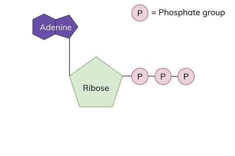 Structure Of Atp Biology Aqa A Level