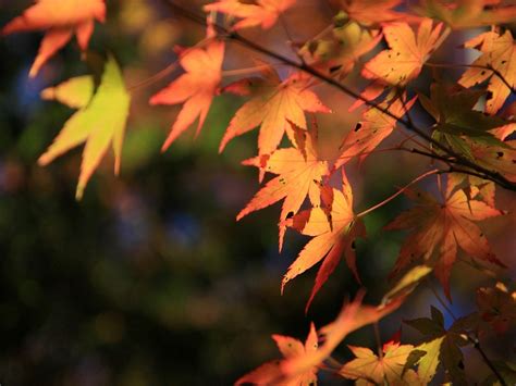 Wallpaper Sunlight Leaves Branch Autumn Flower Season Land