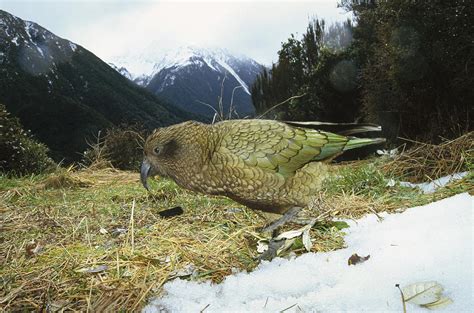 Kea Parrot Arthurs Pass National Park Photograph By Tui De Roy Fine