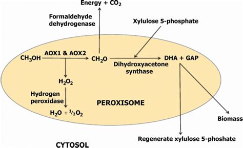 Methanol Metabolism Pathway In Pichia Pastoris Download Scientific Diagram