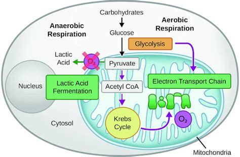 Enzyme of the month January edition - Alanine Aminotransferase (ALT)