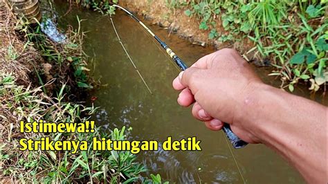 Mancing Ikan Wader Di Tempat Ngumpulnya Gak Pakai Lama Plung Yout Plung