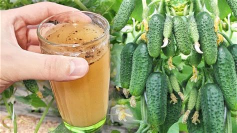 1 СТАКАН в ИЮЛЕ и огурцы сразу обильно заплодоносят. Огурцы мешками ...