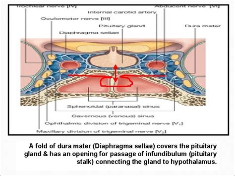 RADIOLOGY ANATOMY OF THE PITUITARY GLAND Dr fahad
