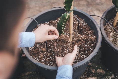 Cultivo Pitahaya España 2021 Projar Mexico