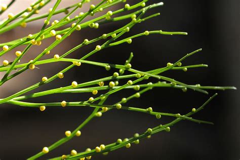 The Wacky World Of Whisk Ferns In Defense Of Plants