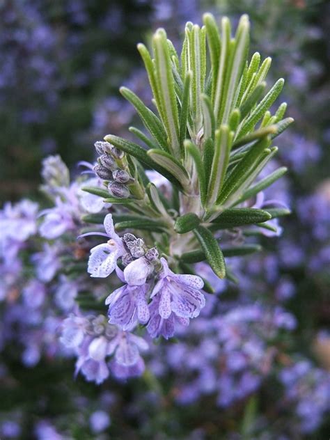 Rosemary The Healing Garden