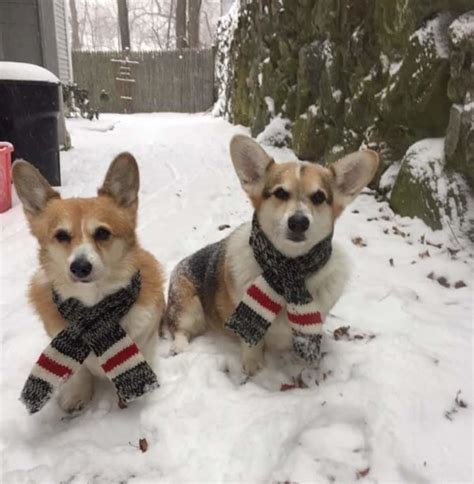 Frosty Friday Fun, Corgi Style! - The Daily Corgi