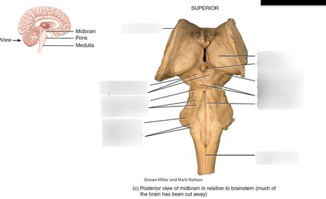 Midbrain Diagram Quizlet