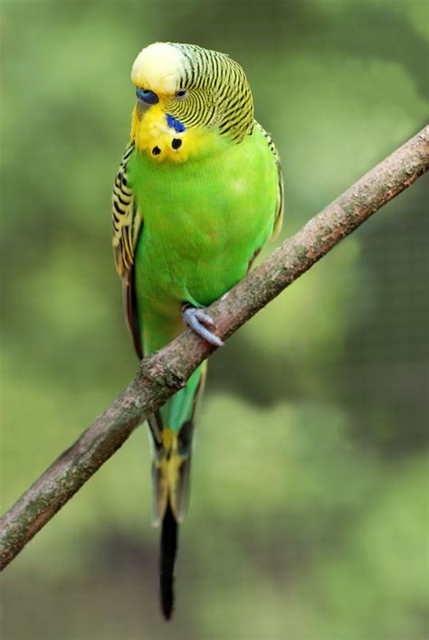 Green Budgie