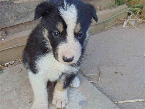 Husky Border Collie Mix Puppies For Sale | PETSIDI