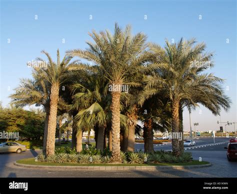 Dubai Palm Trees On A Traffic Island Stock Photo Alamy