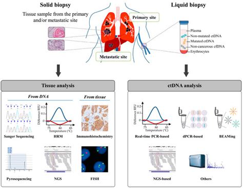 Ijms Free Full Text Circulating Cell Free Tumor Dna Detection As A