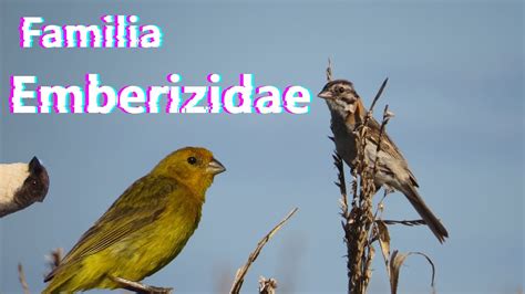 Familias De Aves Emberizidae YouTube