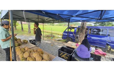 Durians From Thailand Cause Drop In Local Durian Sales 马中透视 Mci