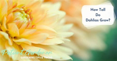 When To Dig Up Dahlia Bulbs? - Patient Gardener