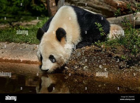 Comportamiento Del Oso Panda En El Hábitat Natural Retrato De Panda