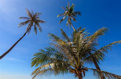 Group Of Coconut Tree Grow To The Clear Blue Sky Stock Image Image