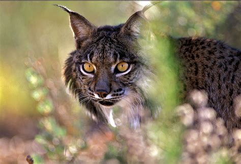 Lince La joya ibérica Lince Lince iberico Gatos salvajes