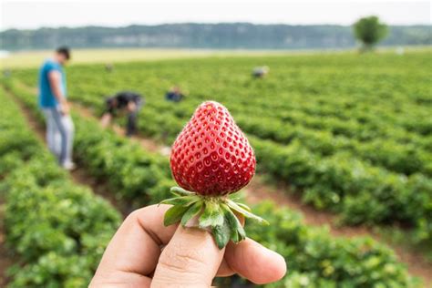 Strawberry Picking Near Me 10 Delicious U Pick Farms In Missouri Travel In Missouri