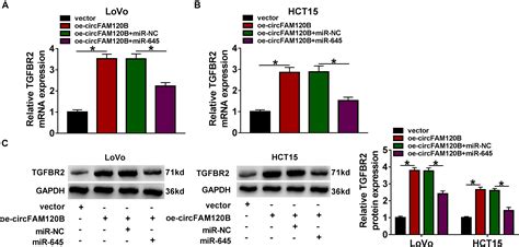 Frontiers Circfam B Blocks The Development Of Colorectal Cancer By