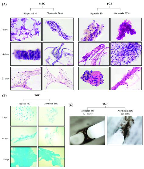 Histochemical Evaluation Of Adipose Derived Mesenchymal Stem Cells Download Scientific Diagram