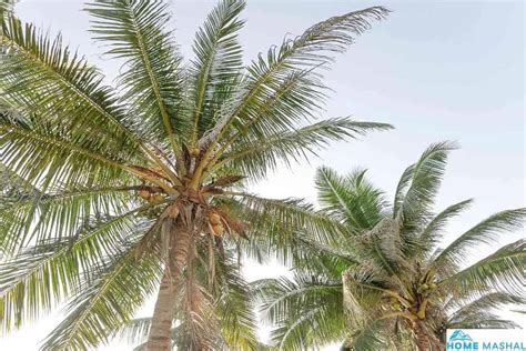 White Fungus On Palm Tree Trunk Causes And Remedies