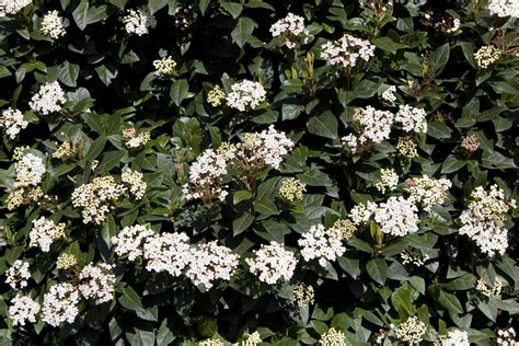 Viburnum Tinus The English Garden