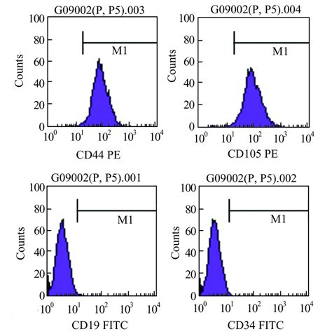 Characterization Of Humscs Humscs Were Harvested And Labeled With Download Scientific Diagram