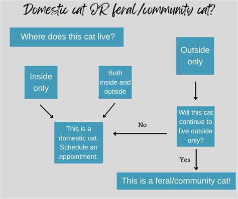 Feralcommunity Cats Spay Memphis