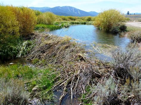 Filemartis Creek Beaver Dam 2012 10 Wikimedia Commons