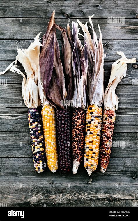 Dried Multicolored Indian Corn Autumn Harvest Background Stock Photo