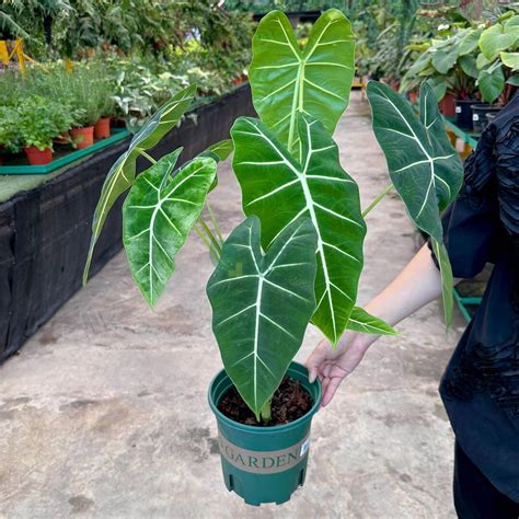 Alocasia Frydek The Green Corner