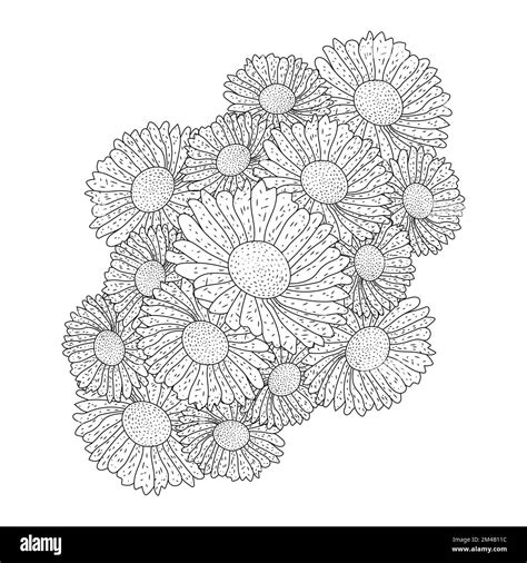 Chamomile And Daisy Flower Coloring Page Design With Detailed Line Art