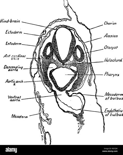 A Laboratory Manual And Text Book Of Embryology Embryology 70 The