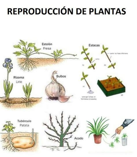 La Reproducci N De Las Plantas Puede Ser A Trav S De A Semillas