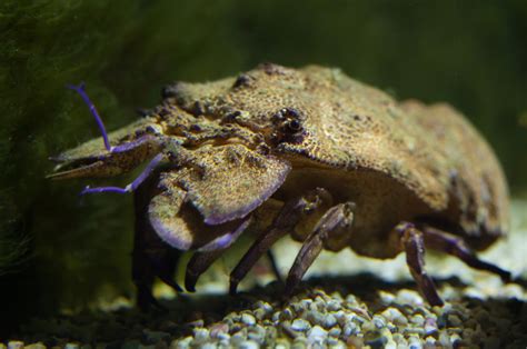 The Slipper Lobster - Animal Corner